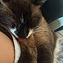 cat, siamese_cat, sleeping, tongue_out, close_up, fur, whiskers, pet, animal, cozy, resting, cute, domestic_cat, ear, nose, paw, human_arm, indoor, relaxed, snuggling