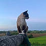 cat, siamese_cat, animal, pet, fence, wood, outdoor, countryside, nature, greenery, sky, field, landscape, grass, peaceful, sunset, quiet, mammal, whiskers, paws