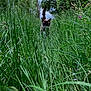 Saturne a rejoint le concours — aidez-le/la à gagner de superbes lots ! cat, siamese_cat, grass, greenery, outdoor, nature, plants, wildlife, animal, feline, tail, eyes, path, forest, trees, bushes, daylight, walking, curious, stealthy