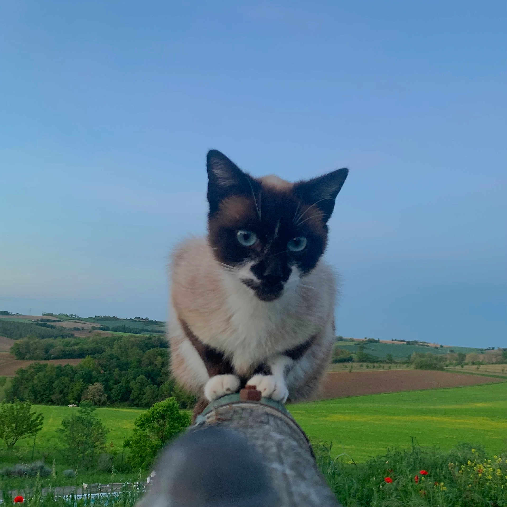 Saturne participe au concours pour gagner de l'argent avec cette photo : cat, siamese, animal, feline, outdoor, nature, greenery, field, sky, landscape, pipe, perched, curious, ears, whiskers, blue_eyes, grass, trees, rural, daytime