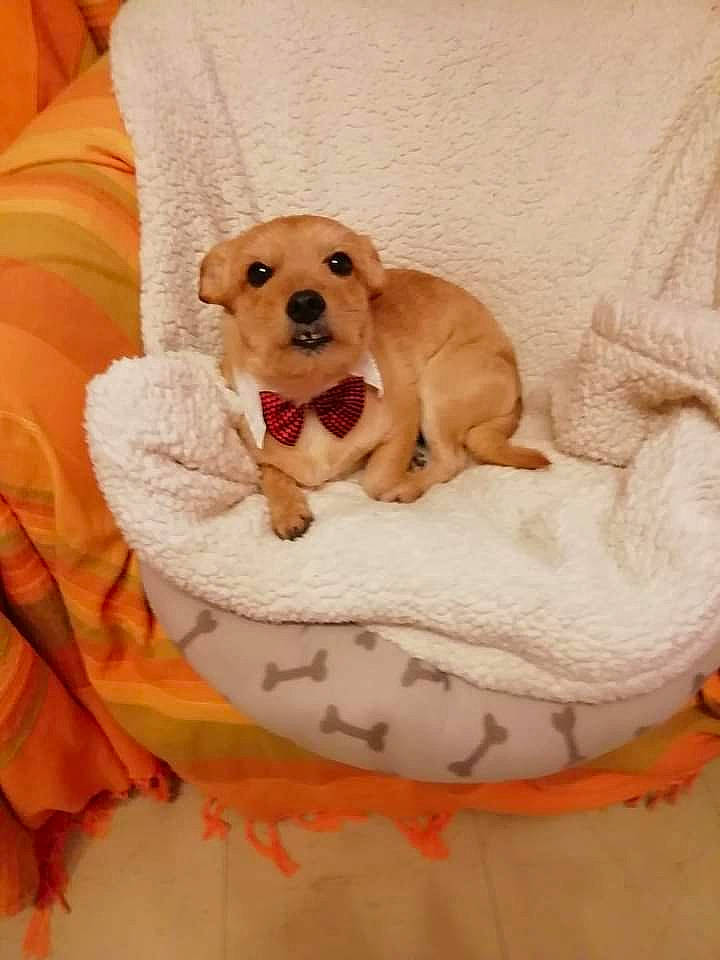 Charly participe au concours pour gagner de l'argent avec cette photo : bed, bedding, canidae, carnivore, comfort, companion_dog, dog, dog_bed, dog_breed, dog_supply, fawn, flooring, fur, linens, paw, pet_supply, sporting_group, tail, toy, working_animal