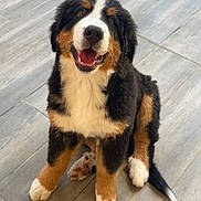 Baloo a rejoint le concours — aidez-le/la à gagner de superbes lots ! animal, bernese_mountain_dog, black_fur, brown_fur, canine, cute, dog, floor, fluffy, fur, happy, looking_up, outdoor, pets, puppy, sitting, smiling, tile, white_fur, young