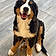 Baloo