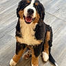animal, bernese_mountain_dog, black_fur, brown_fur, canine, cute, dog, floor, fluffy, fur, happy, looking_up, outdoor, pets, puppy, sitting, smiling, tile, white_fur, young