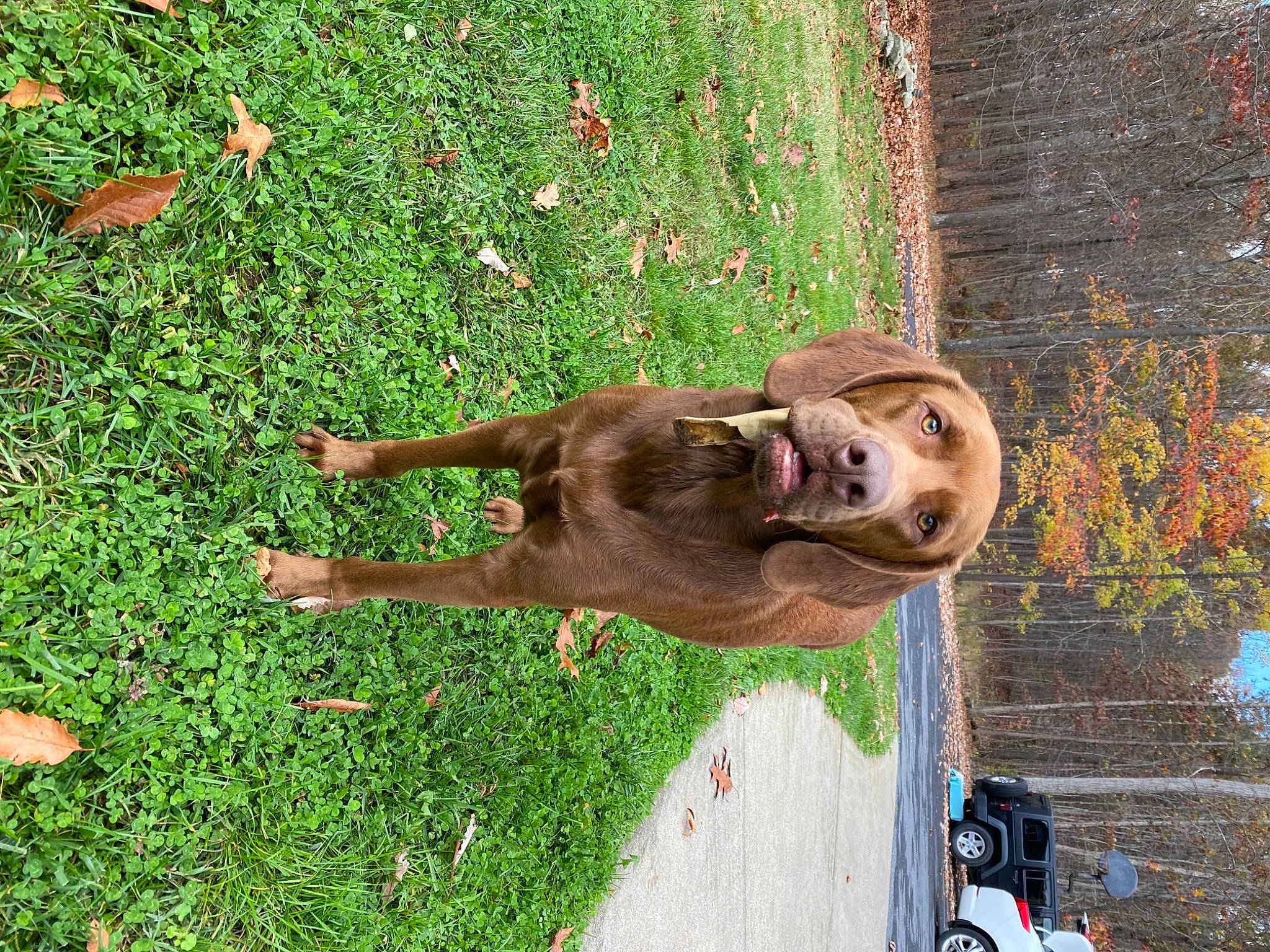 Auggie joined the competition — help win amazing prizes! canidae, carnivore, dog, dog_breed, fawn, grass, mammal, sporting_group