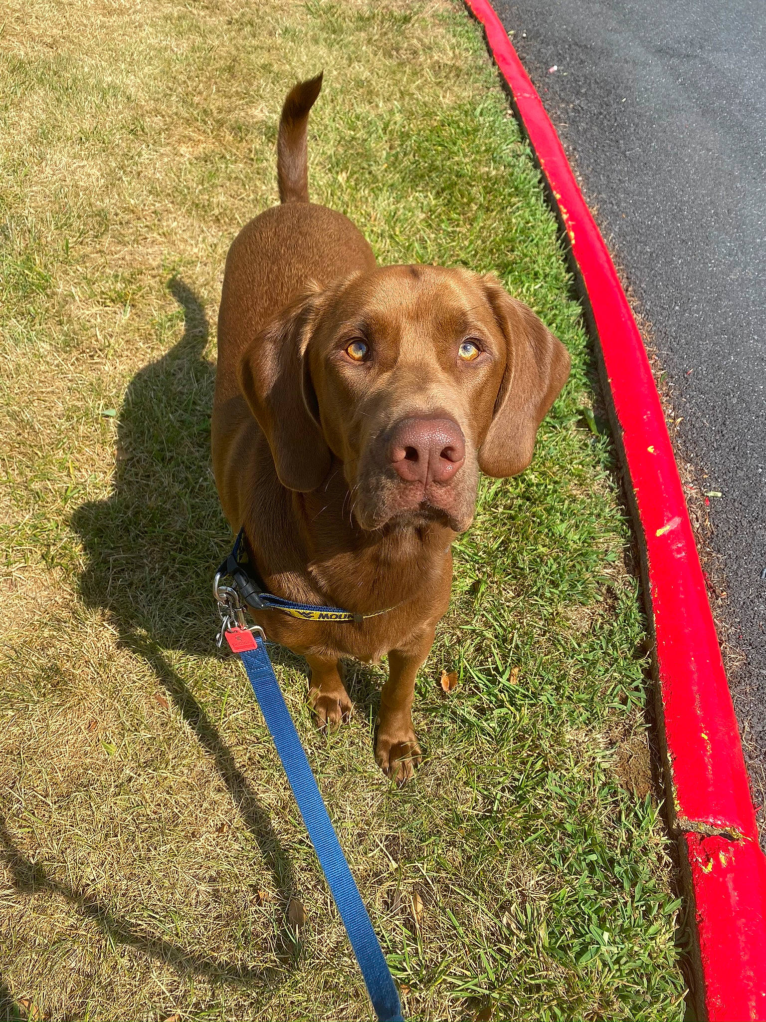 Auggie is registered to the contest to win money with this photo: canidae, carnivore, chesapeake_bay_retriever, dog, dog_breed, dog_collar, fawn, hunting_dog, leash, liver, mammal, pointing_breed, snout, sporting_group, vertebrate, vizsla, weimaraner