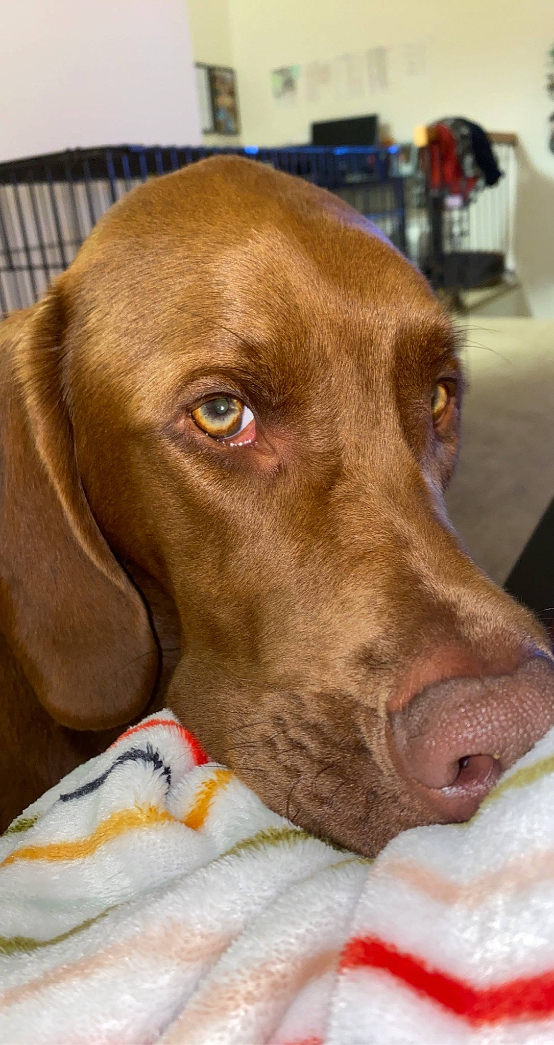 Auggie joined the competition — help win amazing prizes! beagador, canidae, carnivore, dog, dog_breed, ear, fawn, german_shorthaired_pointer, gun_dog, hunting_dog, liver, mammal, nose, pointer, pointing_breed, snout, sporting_group, vertebrate, vizsla, weimaraner