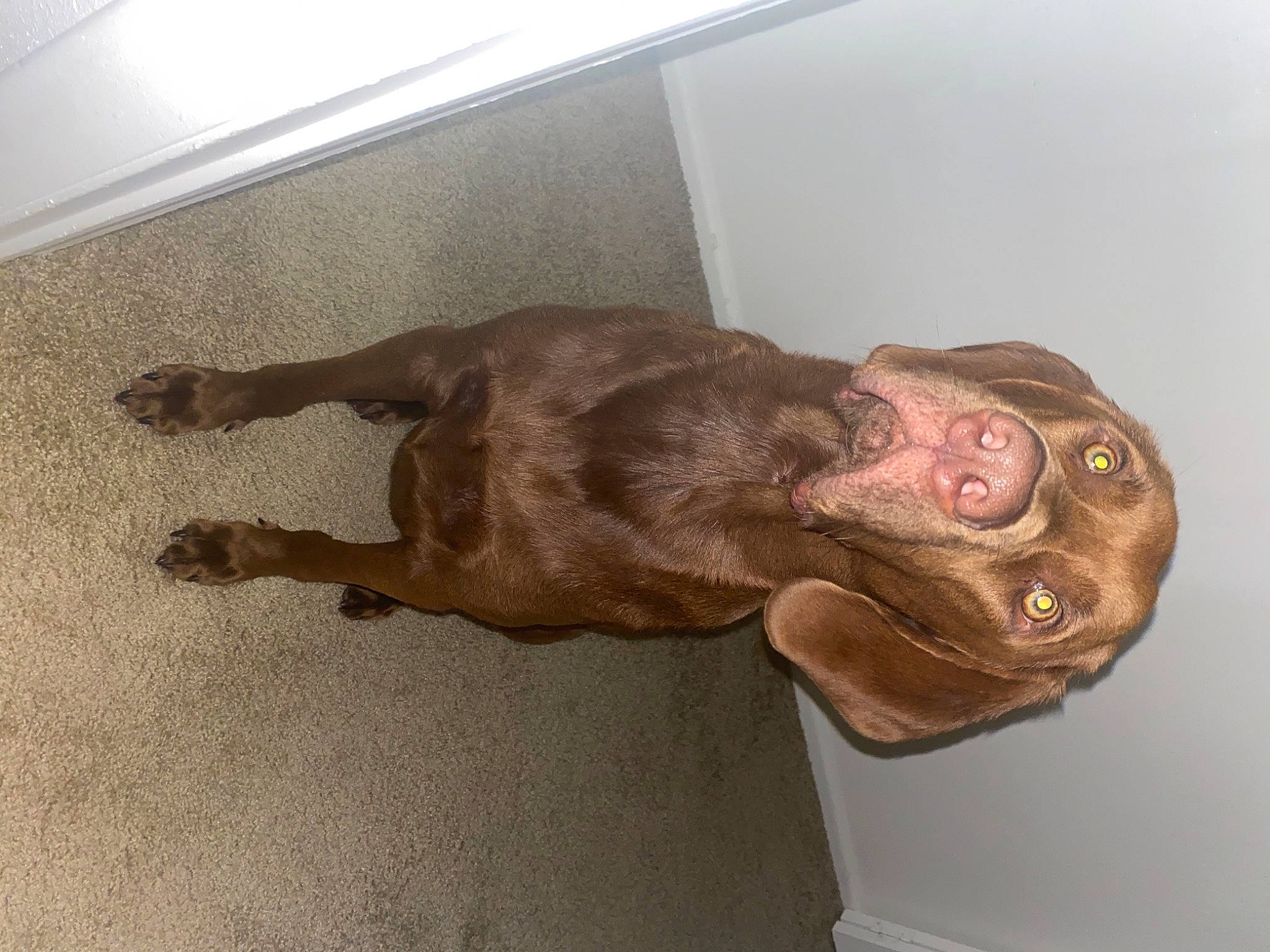 Auggie joined the competition — help win amazing prizes! canidae, carnivore, dog, dog_breed, fawn, liver, snout, sporting_group, weimaraner