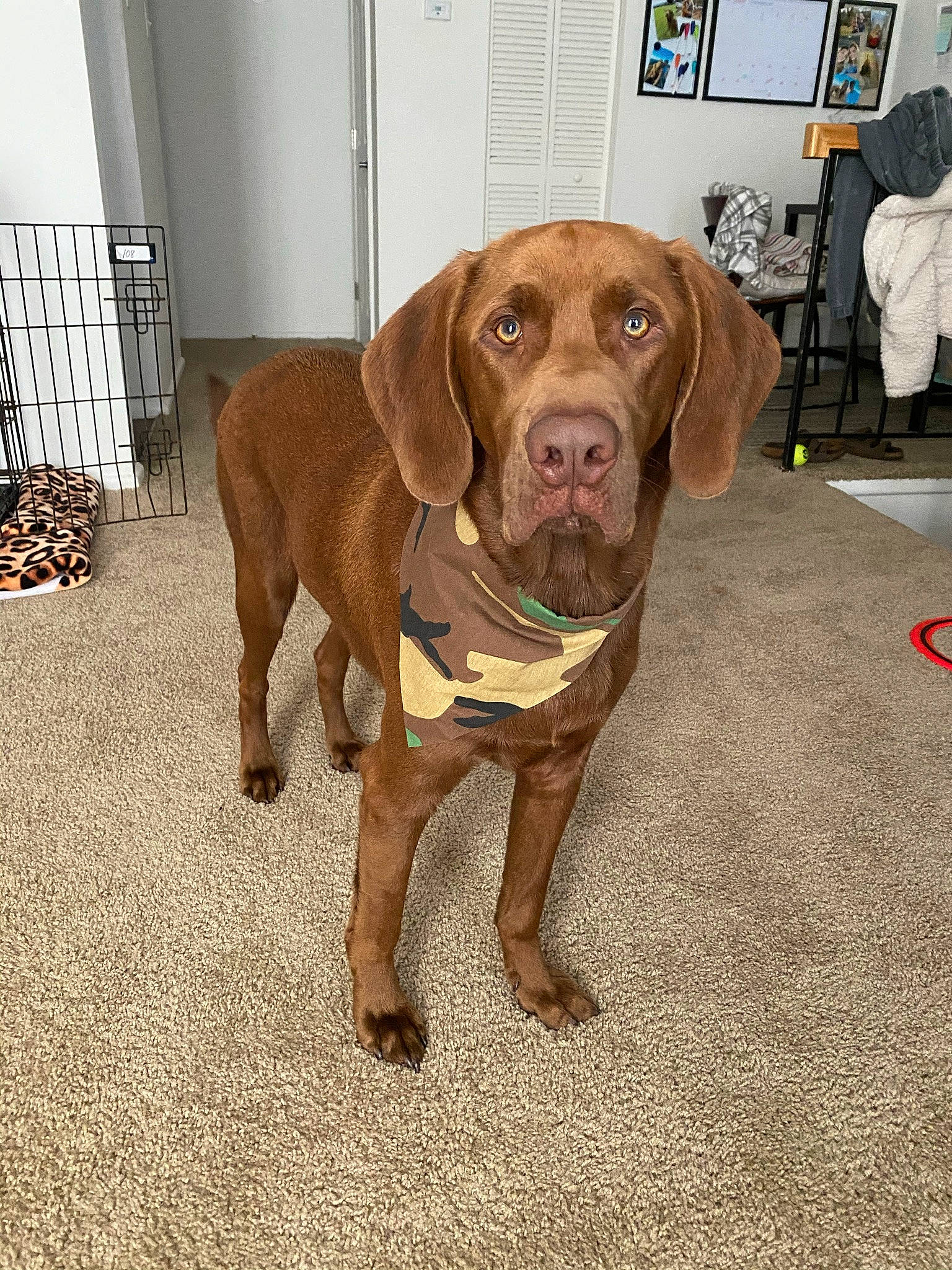 Auggie joined the competition — help win amazing prizes! beagador, canidae, carnivore, chesapeake_bay_retriever, dog, dog_breed, fawn, gun_dog, hunting_dog, labrador_retriever, liver, mammal, pointer, pointing_breed, rare_breed_dog, snout, sporting_group, vertebrate, vizsla, weimaraner