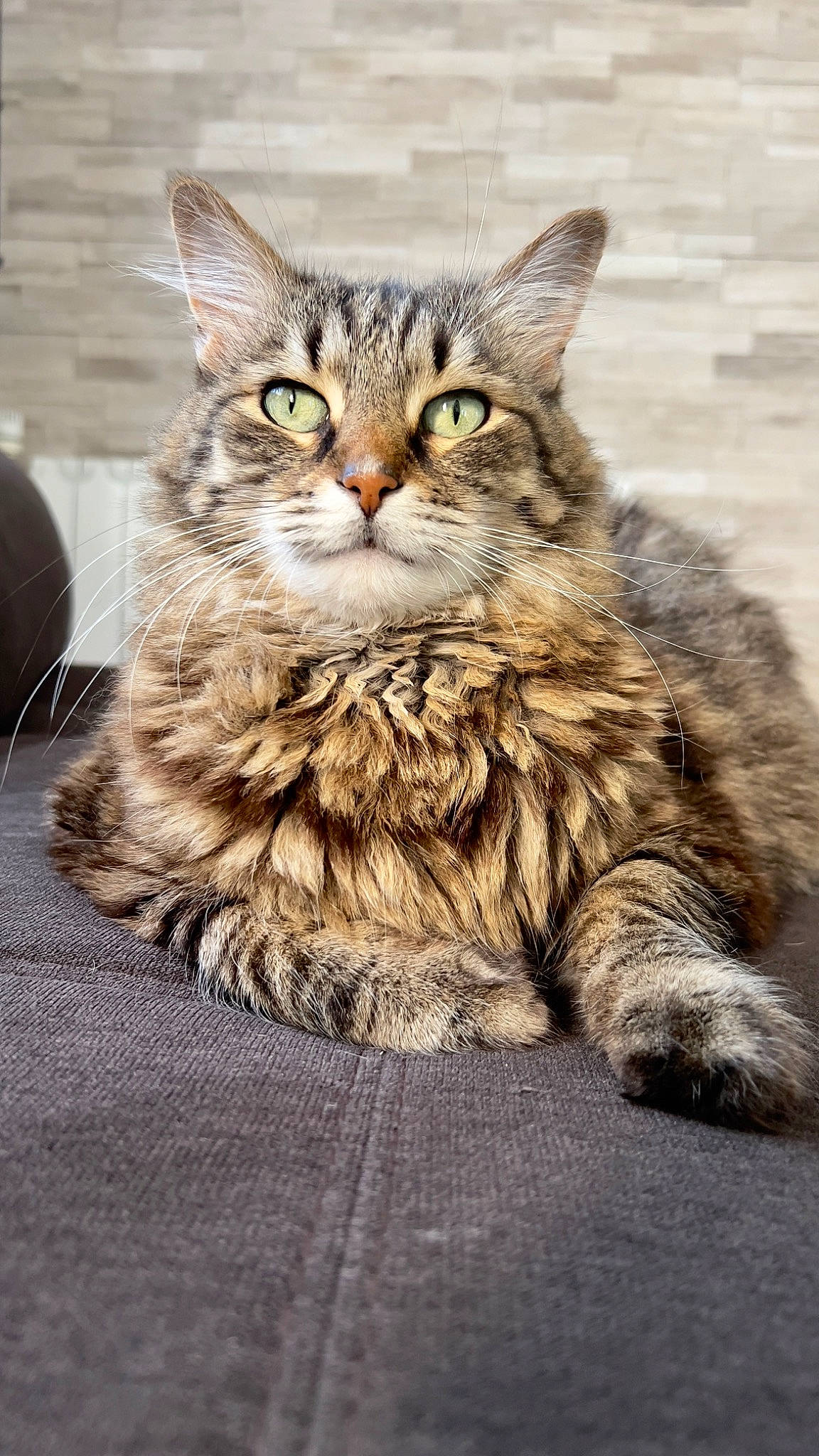 Maya a rejoint le concours — aidez-le/la à gagner de superbes lots ! carnivore, cat, claw, comfort, domestic_short_haired_cat, felidae, fur, maine_coon, paw, sitting, small_to_medium_sized_cats, snout, terrestrial_animal, tree, whiskers