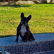 Serena participe au concours pour gagner de l'argent avec cette photo : animal, backyard, black_and_white, canine, companion, curious, daylight, dog, ears, french_bulldog, garden, grass, nature, outdoor, pet, sitting, small_dog, step, sunlight, tile