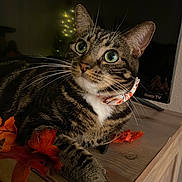 Kitty is registered to the contest to win money with this photo: animal, autumn_leaves, background_lights, cat, close_up, collar, cozy, curious, decor, dim_lighting, feline, green_eyes, indoor, pet, portrait, relaxed, resting, tabby, whiskers, wooden_surface