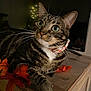 animal, autumn_leaves, background_lights, cat, close_up, collar, cozy, curious, decor, dim_lighting, feline, green_eyes, indoor, pet, portrait, relaxed, resting, tabby, whiskers, wooden_surface