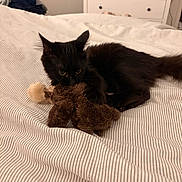 Azote participe au concours pour gagner de l'argent avec cette photo : black_cat, cat, toy, plush_toy, bed, striped_bedspread, furniture, dresser, clothes, stack, indoor, pet, animal, feline, cozy, resting, cute, soft_toy, sleepy, domestic_animal