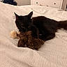 black_cat, cat, toy, plush_toy, bed, striped_bedspread, furniture, dresser, clothes, stack, indoor, pet, animal, feline, cozy, resting, cute, soft_toy, sleepy, domestic_animal