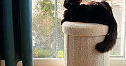 Azote a rejoint le concours — aidez-le/la à gagner de superbes lots ! cat, black_cat, feline, pet, animal, indoor, window, curtain, stool, furniture, wood_floor, sunlight, daylight, relaxing, resting, tail, cozy, home, domestic, nature_outside