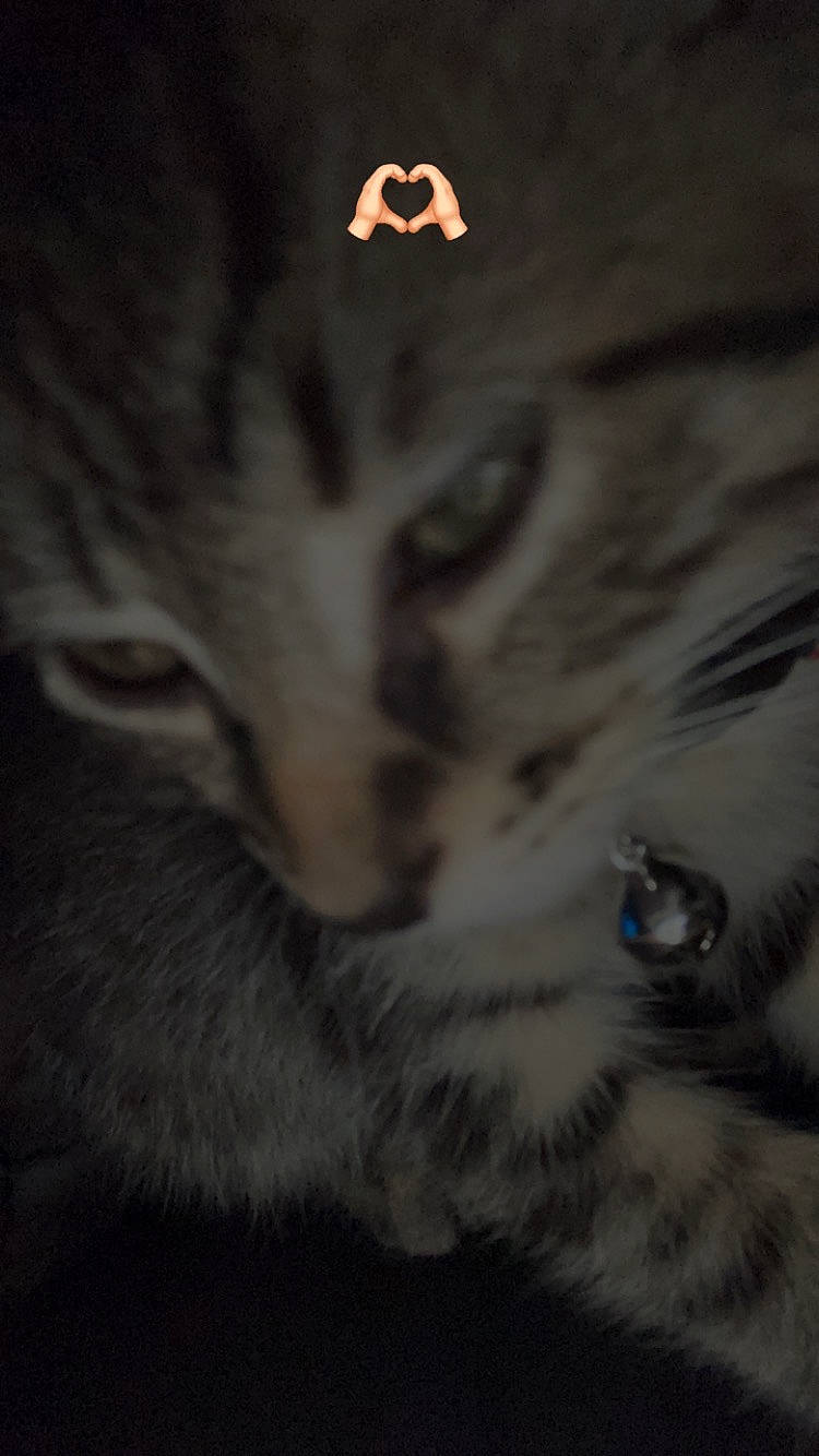 Astro joined the competition — help win amazing prizes! carnivore, cat, darkness, domestic_short_haired_cat, felidae, font, fur, iris, monochrome, monochrome_photography, paw, small_to_medium_sized_cats, snout, symbol, terrestrial_animal, whiskers