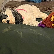 Moxcii joined the competition — help win amazing prizes! animal_portrait, bed, bedding, bedroom, black_and_white, blanket, cozy, curly_fur, dog, fluffy, indoors, lying_down, nap, pet, pink_harness, plush_toy, puppy, relaxed, sleeping, stuffed_animal
