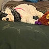 animal_portrait, bed, bedding, bedroom, black_and_white, blanket, cozy, curly_fur, dog, fluffy, indoors, lying_down, nap, pet, pink_harness, plush_toy, puppy, relaxed, sleeping, stuffed_animal