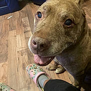 Fendi joined the competition — help win amazing prizes! animal, brindle, brown_dog, canine, close_up, crocs, dog, floor, footwear, furniture, happy, indoor, living_room, looking_up, person, pet, socks, sofa, tongue_out, wooden_floor