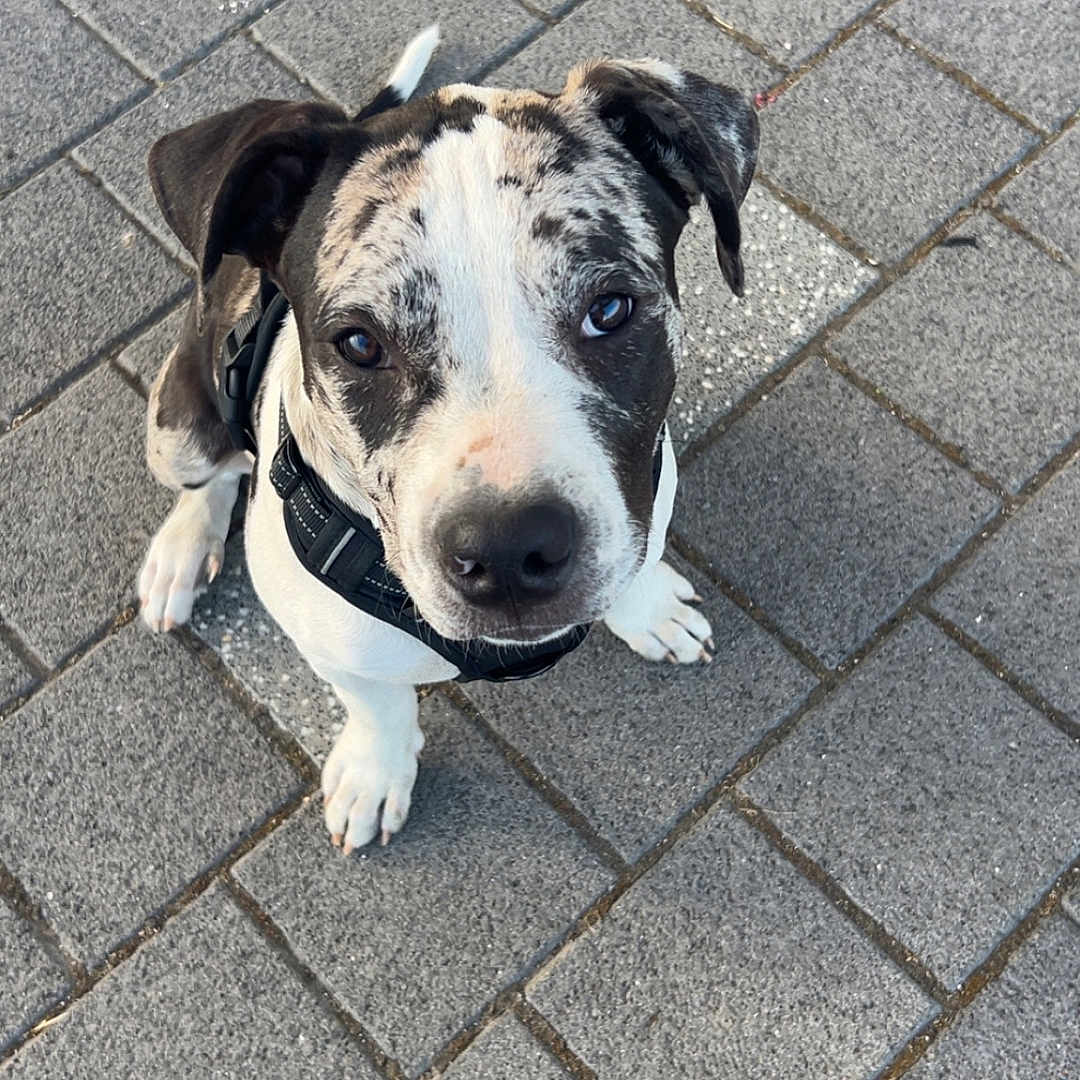 Avengers participe au concours pour gagner de l'argent avec cette photo : animal, black_harness, black_spots, canine, closeup, cute, daylight, dog, ears, fur, looking_up, outdoor, pavement, pet, puppy, sidewalk, sitting, stone, white, young_dog