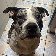 Avengers a rejoint le concours — aidez-le/la à gagner de superbes lots ! animal, black_and_white, canine, close_up, companion, curious, cute, dog, domestic_animal, ears, face, floor, fur, indoor, looking_up, mammal, pet, portrait, snout, tile