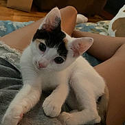 Ollie is registered to the contest to win money with this photo: kitten, cat, pet, indoor, person, lap, stretching, curious, cozy, blanket, furniture, home, relaxing, animal, young, cute, white, black, ears, paws