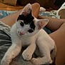 kitten, cat, pet, indoor, person, lap, stretching, curious, cozy, blanket, furniture, home, relaxing, animal, young, cute, white, black, ears, paws
