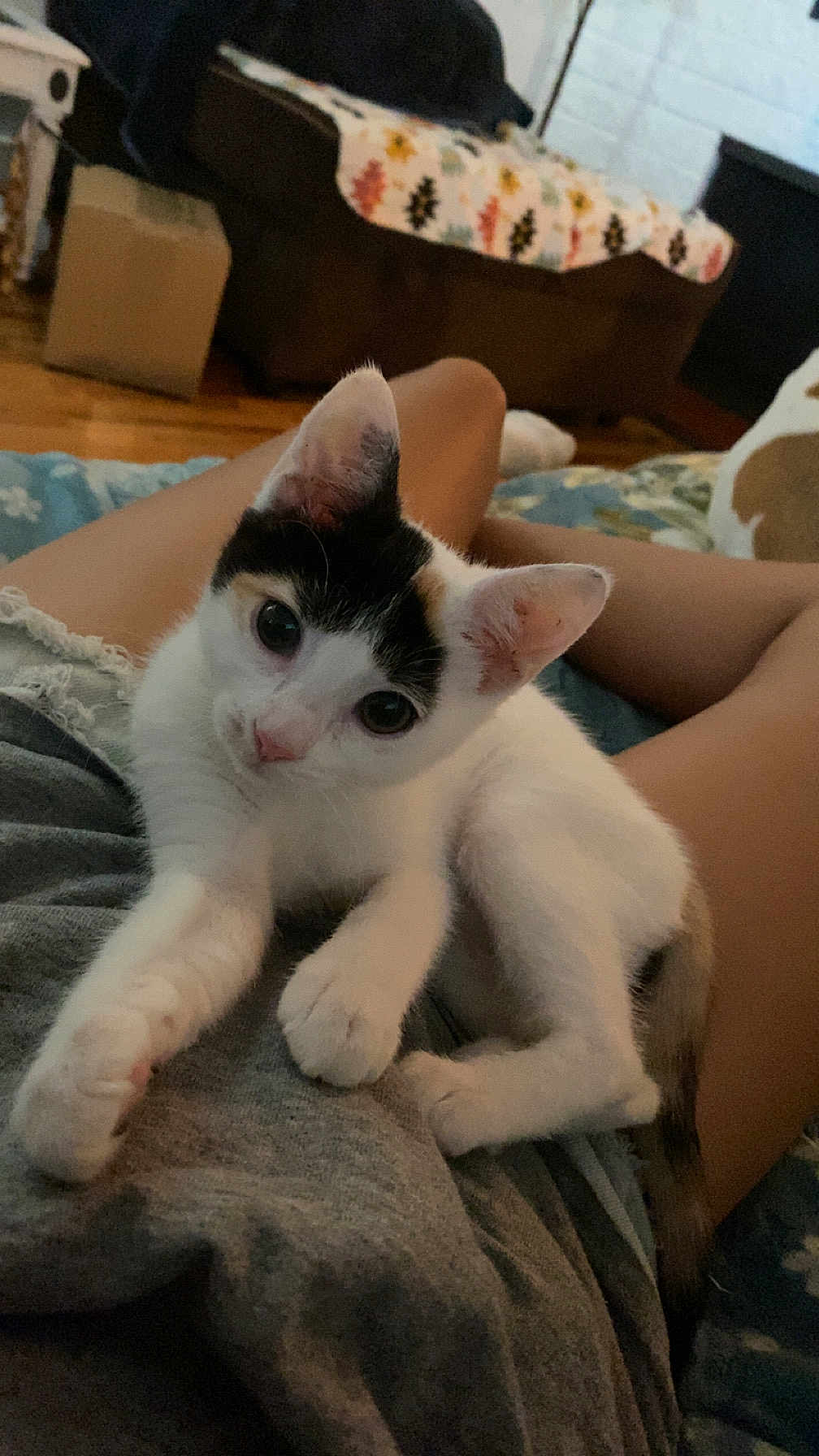 Ollie