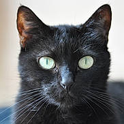 Mimi a rejoint le concours — aidez-le/la à gagner de superbes lots ! animal, black_cat, cat, close_up, cute, domestic_cat, ears, face, feline, focused, fur, green_eyes, indoor, looking_at_camera, nose, pet, portrait, sharp, soft_background, whiskers