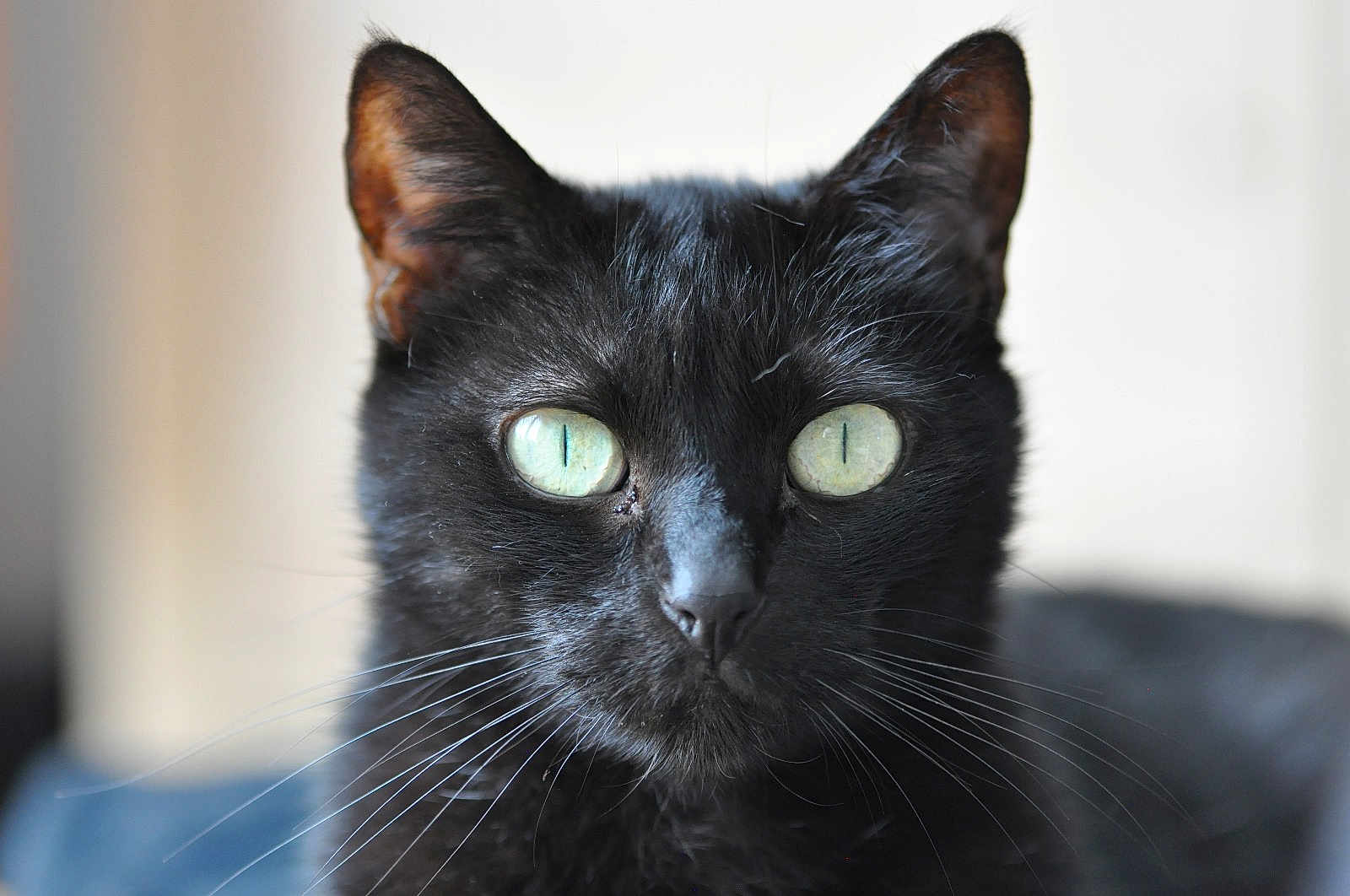 Mimi