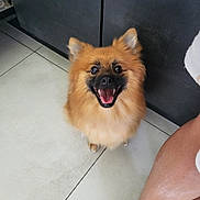 Foxy a rejoint le concours — aidez-le/la à gagner de superbes lots ! dog, pomeranian, pet, smiling, happy, fluffy, indoor, floor, tile, animal, looking_up, small_dog, companion, cute, domestic, mammal, fur, ears, mouth_open, canine