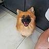 dog, pomeranian, pet, smiling, happy, fluffy, indoor, floor, tile, animal, looking_up, small_dog, companion, cute, domestic, mammal, fur, ears, mouth_open, canine