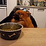Foxy participe au concours pour gagner de l'argent avec cette photo : dog, brown_dog, pet, tongue_out, dog_bowl, green_beans, kitchen, cabinet, sink, countertop, table, indoor, fur, small_dog, food, domestic_animal, household, cute, animal, companion