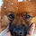 Foxy