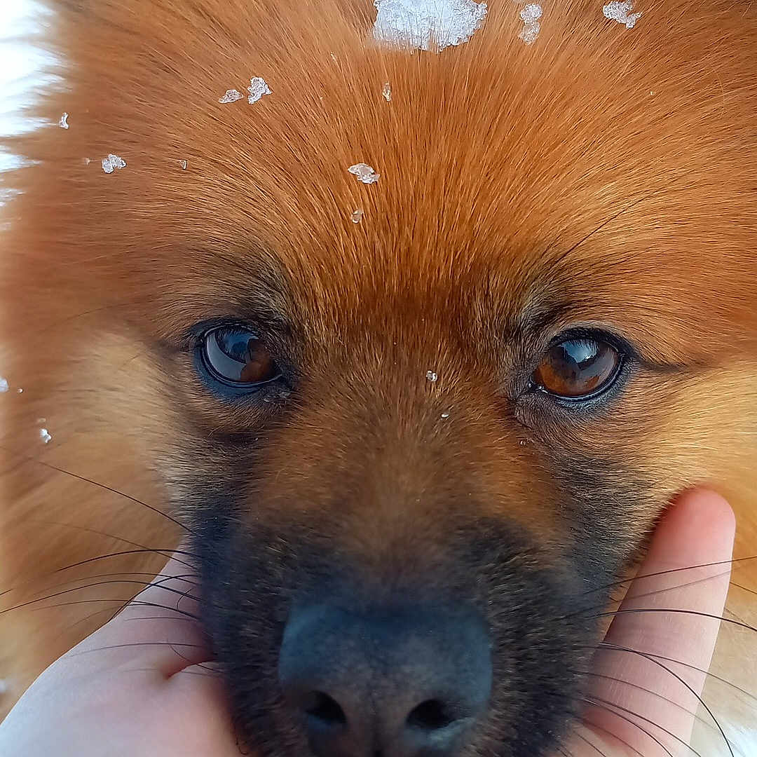 Foxy