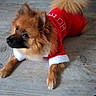 Foxy participe au concours pour gagner de l'argent avec cette photo : dog, pet, indoor, floor, wooden_floor, clothing, red_outfit, fur, animal, cute, small_dog, attentive, holiday, festive, costume, tail, ears, lying_down, domestic_animal, companion