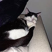 Boo a rejoint le concours — aidez-le/la à gagner de superbes lots ! cat, black_and_white, couch, pillow, indoor, pet, relaxed, resting, feline, animal, fur, whiskers, ears, tail, domestic, cozy, home, sleepy, cute, companion