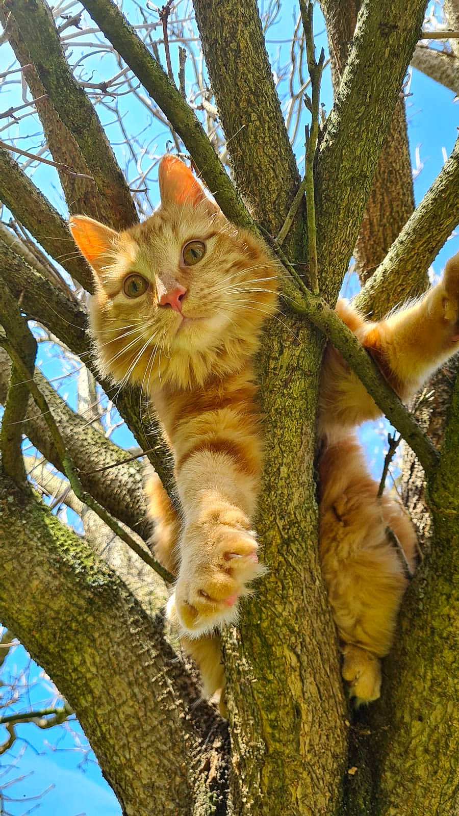 Simba a rejoint le concours — aidez-le/la à gagner de superbes lots ! botany, branch, carnivore, cat, domestic_short_haired_cat, fawn, felidae, fur, leaf, sky, small_to_medium_sized_cats, snout, tail, tree, trunk, twig, whiskers, wildlife, wood, woody_plant