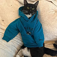 Huckleberry is registered to the contest to win money with this photo: cat, tuxedo_cat, hoodie, clothing, pet, indoor, cushion, blanket, feline, black_and_white, whiskers, ears, alert, seated, home, cute, cozy, fabric, soft, animal