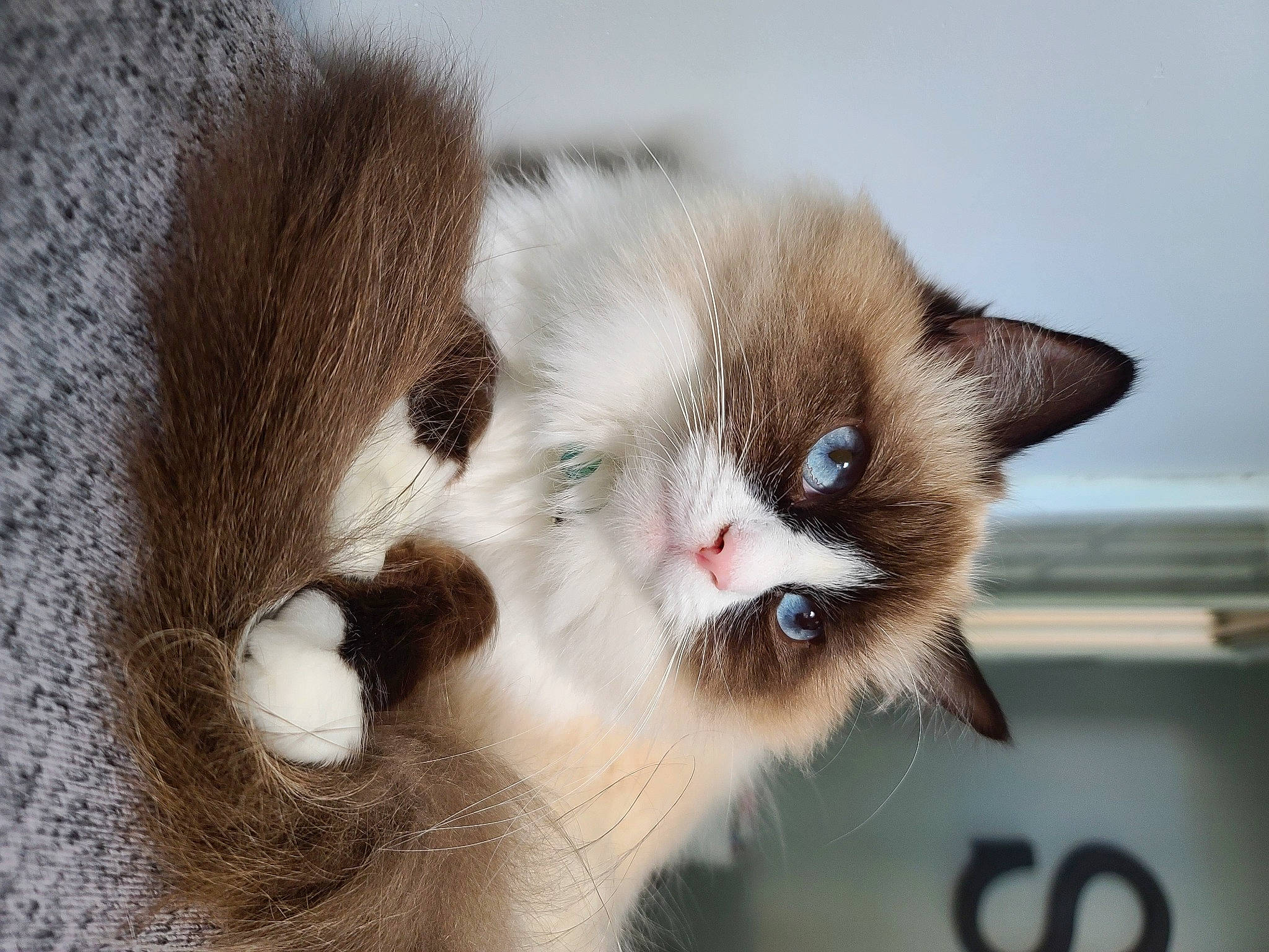 Lacey joined the competition — help win amazing prizes! balinese, birman, carnivore, cat, claw, domestic_short_haired_cat, fang, fawn, felidae, fur, paw, photo_caption, small_to_medium_sized_cats, snout, tail, whiskers