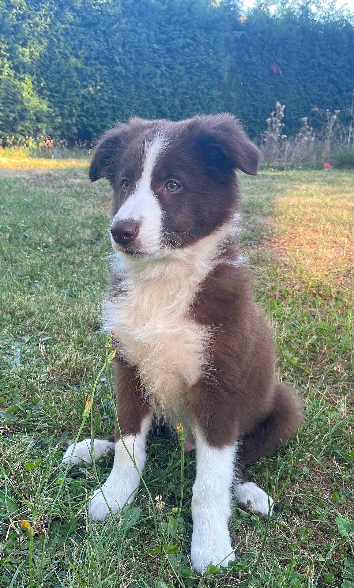 éros a rejoint le concours — aidez-le/la à gagner de superbes lots ! puppy, dog, grass, outdoor, pet, animal, brown, white, fur, young, sitting, nature, greenery, cute, canine, portrait, alert, sunlight, garden, adorable