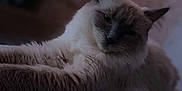 Blue a rejoint le concours — aidez-le/la à gagner de superbes lots ! cat, fluffy, pet, animal, indoor, relaxed, sleepy, soft_surface, feline, closeup, portrait, whiskers, ears, fur, cozy, blurred_background, domestic, resting, cute, mammal