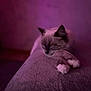 Blue a rejoint le concours — aidez-le/la à gagner de superbes lots ! cat, sleeping, paws, purple_light, soft_surface, indoor, feline, relaxed, pet, cozy, animal, mammal, whiskers, ears, fur, resting, closeup, quiet, calm, domestic