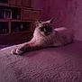 cat, feline, pet, indoor, purple_lighting, fluffy, lounging, bed, soft_texture, furniture, wooden_shelves, photo_frame, relaxed, cozy, domestic, animal, mammal, whiskers, ears, quiet