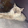 Blue participe au concours pour gagner de l'argent avec cette photo : cat, fluffy, lying_down, indoor, pet, animal, fur, relaxed, resting, close_up, sleeping, soft, domestic_cat, mammal, whiskers, cute, feline, blurred, quiet, cozy