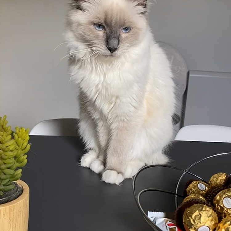 Blue a rejoint le concours — aidez-le/la à gagner de superbes lots ! blue_eyes, bowl, cat, chocolates, closeup, cute, decor, domestic, fluffy, furniture, gold_wrapped, gray, indoor, pet, plant, sitting, still_life, succulent, table, white