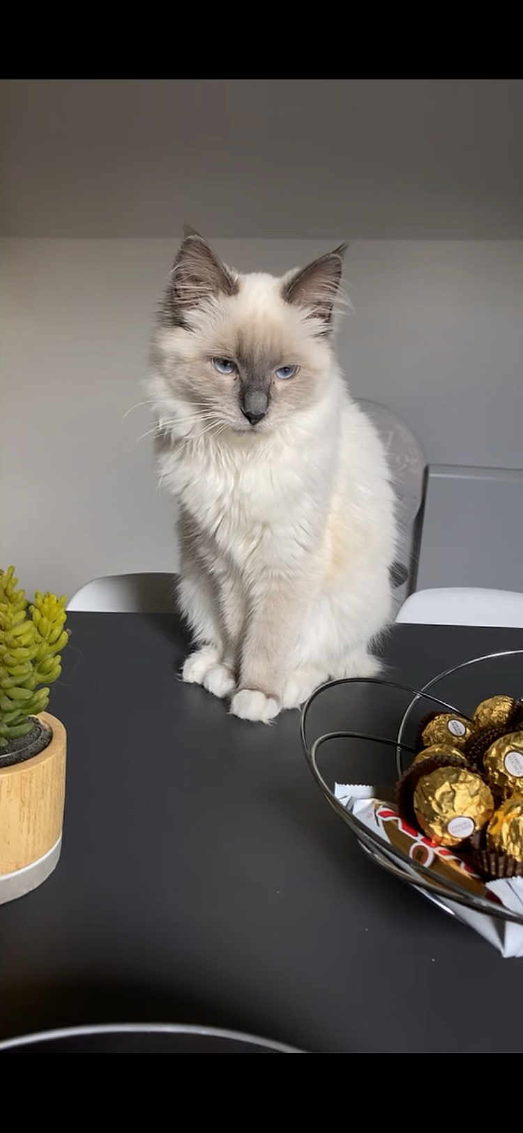 Blue a rejoint le concours — aidez-le/la à gagner de superbes lots ! cat, fluffy, blue_eyes, table, indoor, succulent, plant, bowl, chocolates, gold_wrapped, white, gray, furniture, decor, pet, sitting, cute, domestic, closeup, still_life