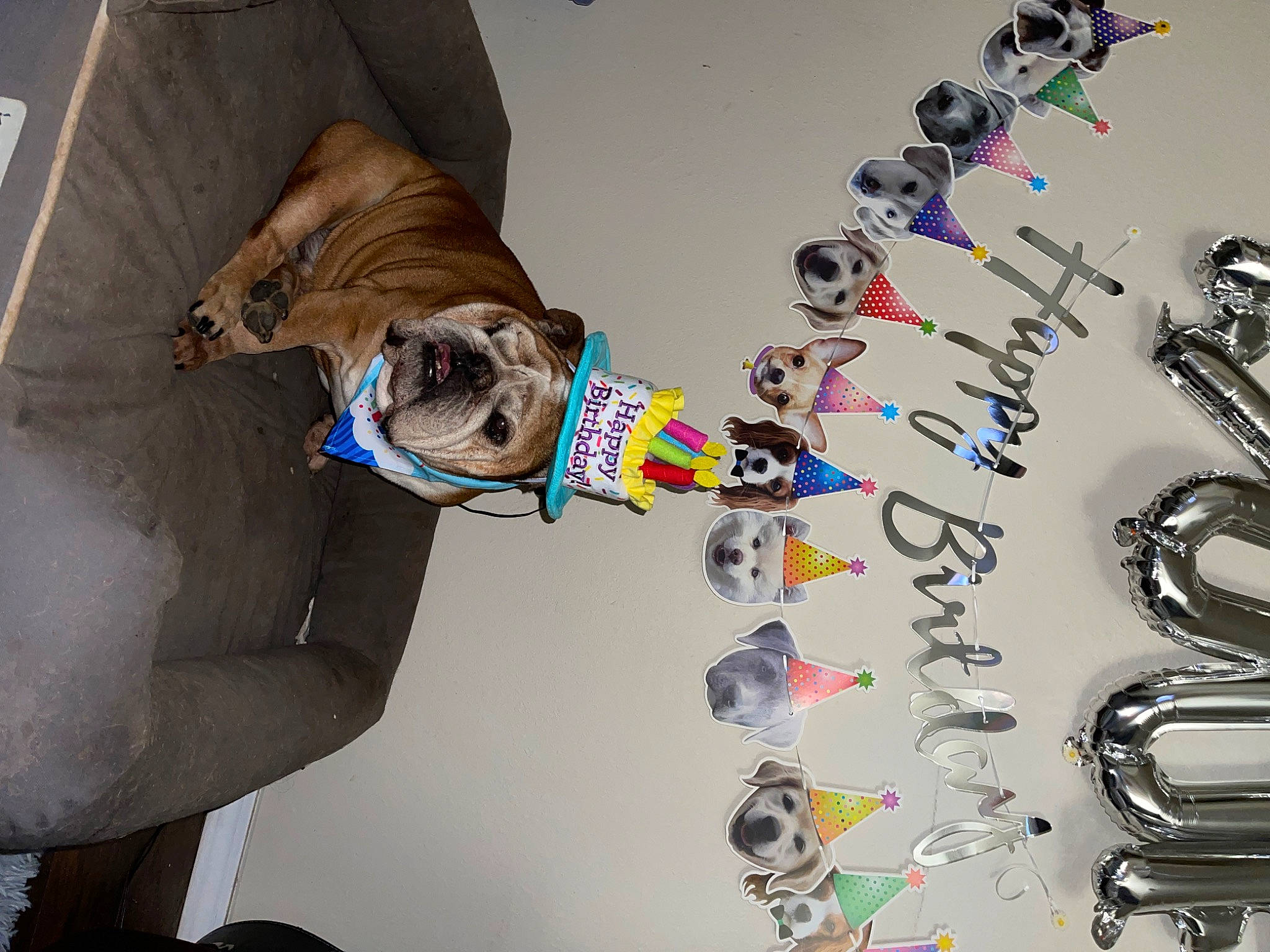 Dean joined the competition — help win amazing prizes! carnivore, ceiling, circle, companion_dog, dog, dog_breed, dog_clothes, dog_supply, electrical_wiring, eyewear, fawn, flooring, fun, fur, jewellery, personal_protective_equipment, plastic, room, sporting_group, working_animal