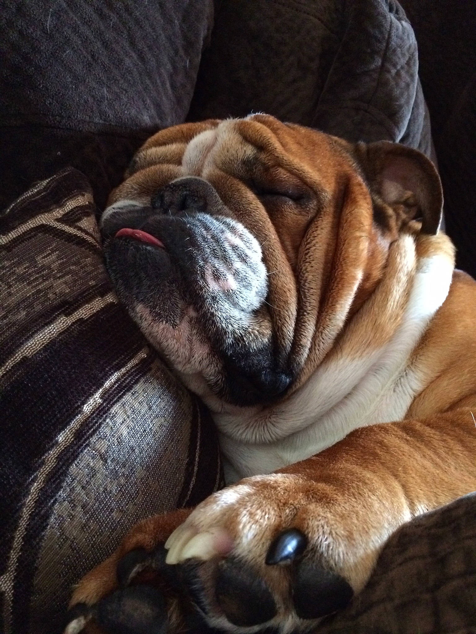 Dean joined the competition — help win amazing prizes! bulldog, canidae, carmine, carnivore, close_up, comfort, companion_dog, dog, dog_breed, fawn, fur, nap, paw, snout, sporting_group, terrestrial_animal, toy_dog, whiskers, wood, wrinkle